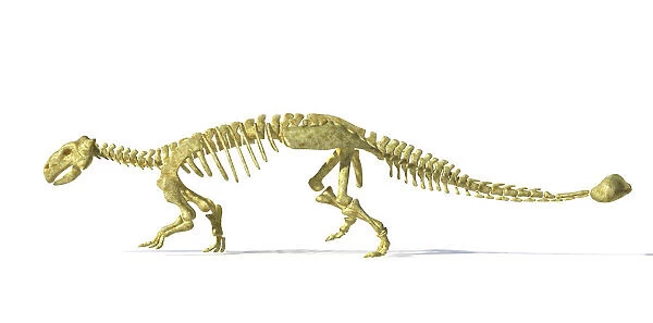 3D rendering of an Ankylosaurus dinosaur skeleton