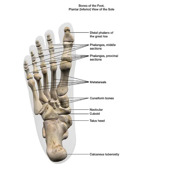 Framed Print : 3D Rendering of Human Foot Bones Print Framed Print : 3D Rendering of Human Foot Bones Print