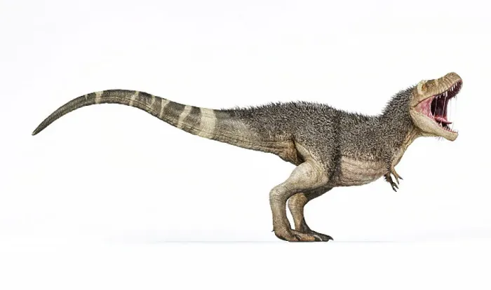 Framed Print : T-Rex with Feathers Print, Side View Framed Print : T-Rex with Feathers Print, Side View