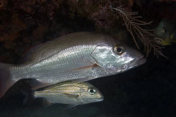 An adult and juvenile White Grunt fish swimming off the coast of Key Largo, Florida