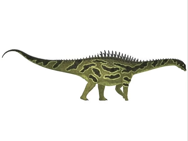 Agustinia ligabuei, a sauropod from the Early Cretaceous Period