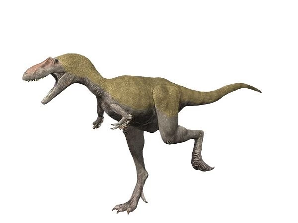 Albertosaurus is a theropod dinosaur from the Late Cretaceous period