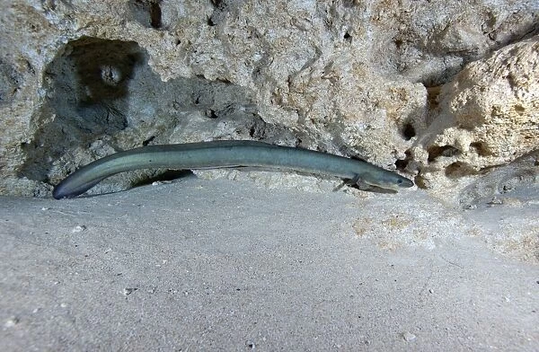 An American Eel prowls along the edge of Morrison Springs cavern