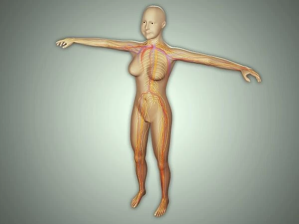 Anatomy of female body with arteries, veins and nervous system