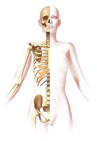Anatomy of female body with skeleton, stylized look