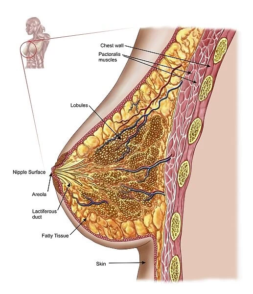 Anatomy of the female breast Our beautiful pictures are available as Framed  Prints, Photos, Wall Art and Photo Gifts