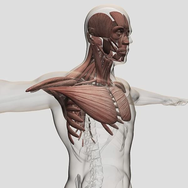 Anatomy of male muscles in upper body, anterior view