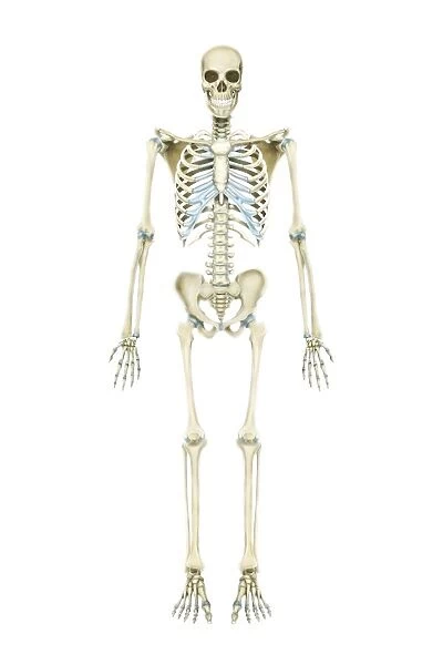Anterior view of human skeletal system