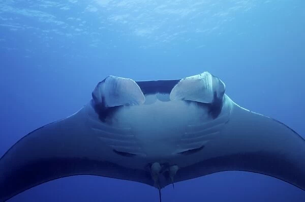 An approaching oceanic manta ray at San Benedicto island, Mexico