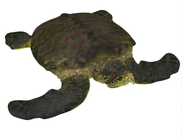 Archelon Sea Turtle On White Background Print Cards Archelon Sea Turtle On White Background Print Cards