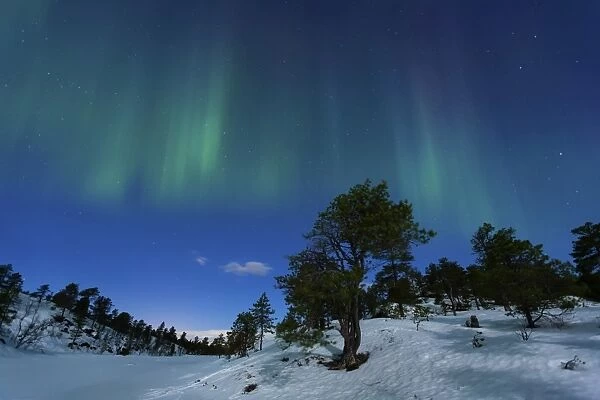 Aurora Borealis, Forramarka, Troms, Norway