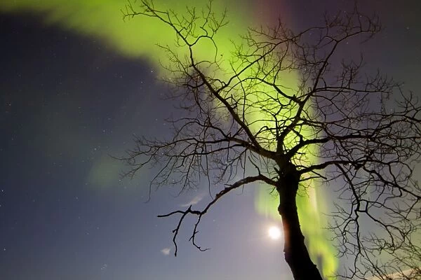 Aurora borealis with tree and Pleiades, Yukon, Canada