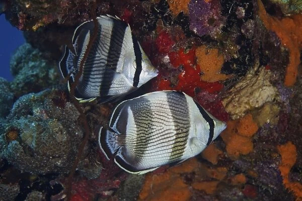Banded Butterflyfish, Bonaire, Caribbean Netherlands