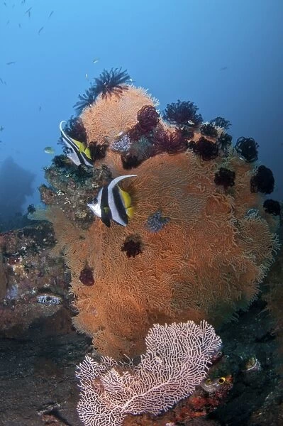 Bannerfish on a brown sea fan with crinoid stars, Bali, Indonesia