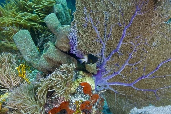 A bi-color damselfish amongst the coral reef, Key Largo, Florida