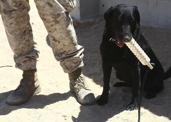A black labrador sits with a chew toy next to his handler