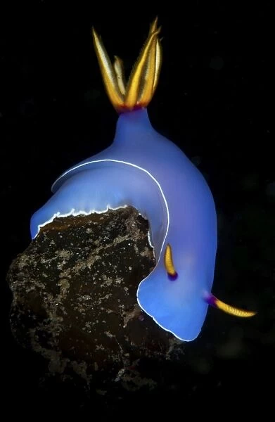 Blue hypselodoris bulockii sea slug nudibranch