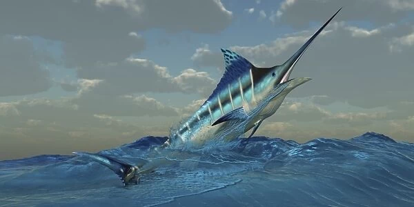 A Blue Marlin bursts from ocean waters