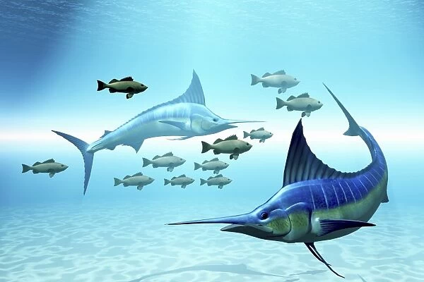 Two blue marlins circle a school of fish in ocean waters