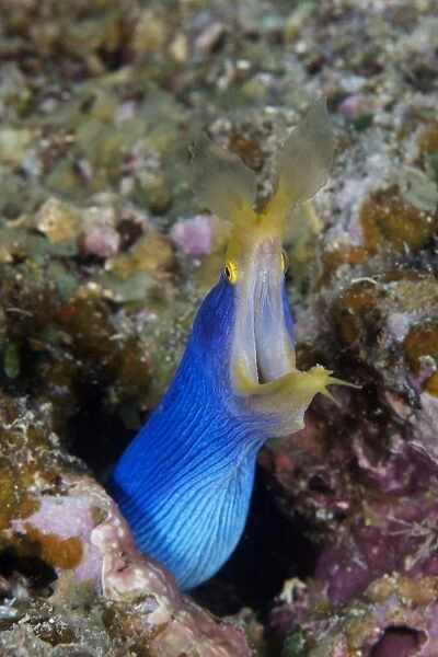 A blue ribbon eel displays its open mouth to the photographer, Fiji