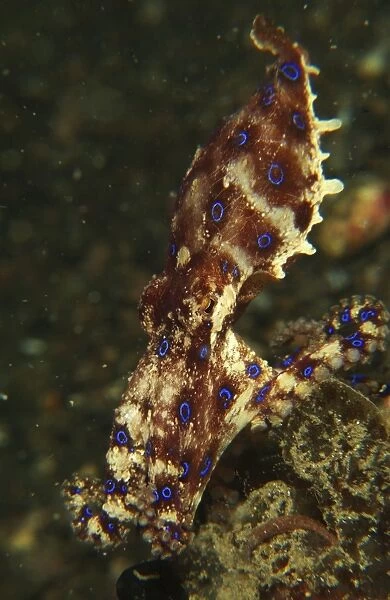 Blue-ring octopus on black sand, North Sulawesi