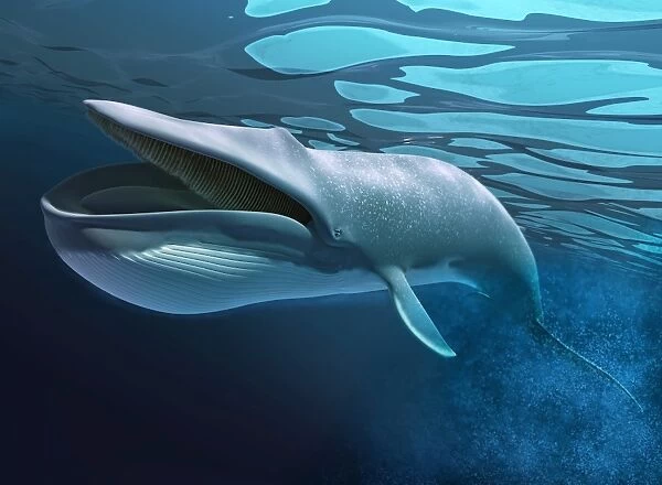 Blue whale underwater with caustics on surface
