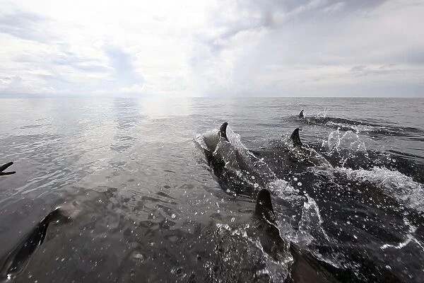 Bottle nose dolphins breach the surface, Papua New Guinea