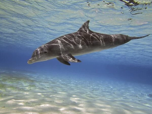A bottlenose dolphin swimming the Barrier Reef, Grand Cayman