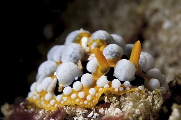 A bright orange and white Phyllidia varicosa nudibranch