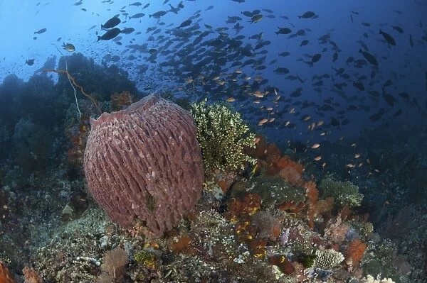 Bright sponges, soft corals and crinoids in a colorful Komodo seascape