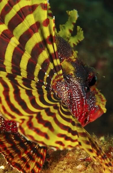 Bright yellow and red pectoral fin of a dwarf lionfish
