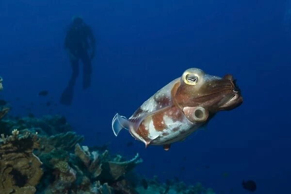 Broadclub Cuttlefish with diver, Papua New Guinea