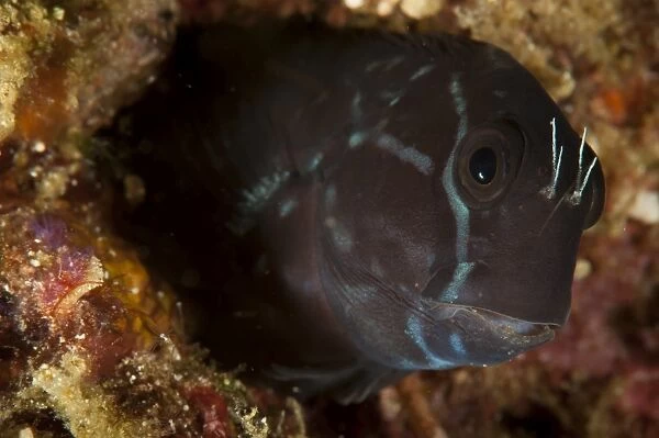 Brown coral blenny peering from a hole, Raja Ampat, Indonesia
