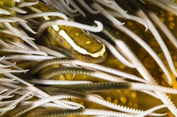 Clingfish on crinoid, Australia
