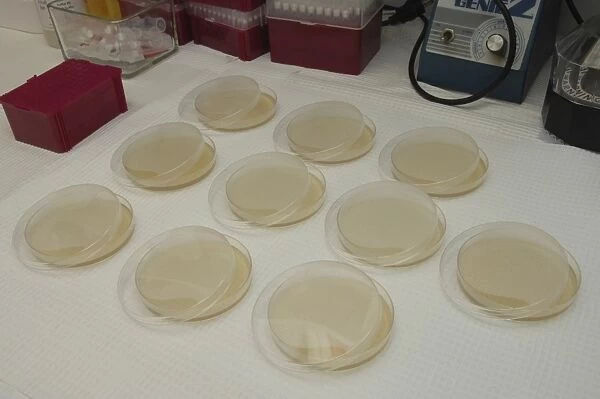 Cloning dishes in research lab