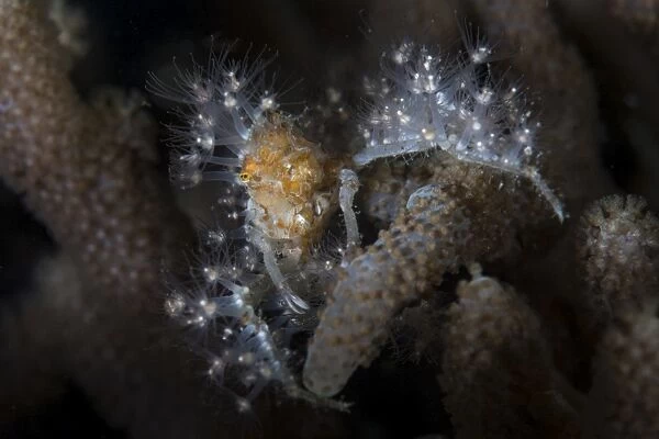 Close-up of a decorator crab covered in living polyps