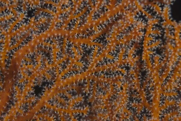 Close-up of gorgonian sea fan polyps feeding