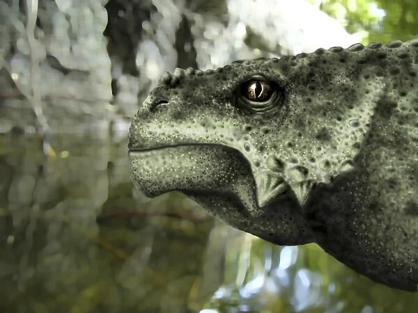 Close-up of the head of a Scutosaurus karpinskii