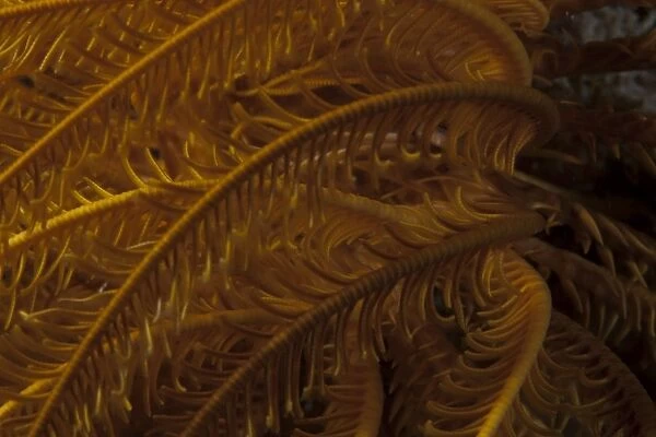 Close-up image of a yellow crinoid on a Fijian reef