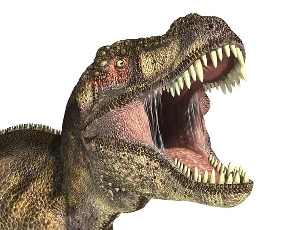 Tyrannosaurus T Rex Dinosaur Sharp Teeth Framed Canvas Wall Art Picture Print