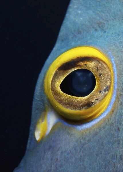 Close-up view of a French Angelfish eye