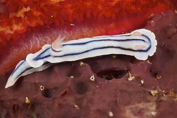 Close-up view of a nudibranch feeding on the reef, Fiji