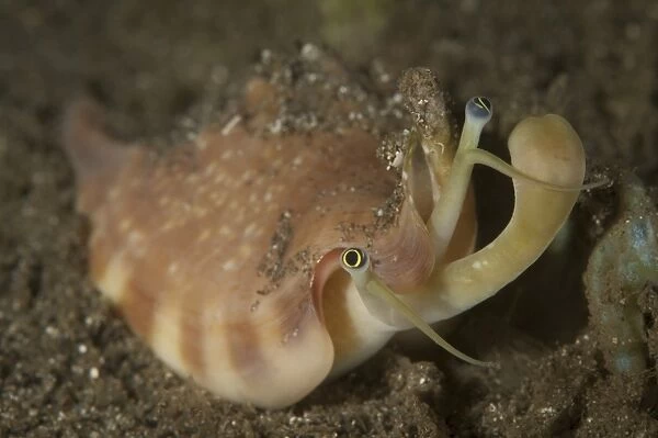 Close-up view of a Vomer conch with eye stalks and mouth extended