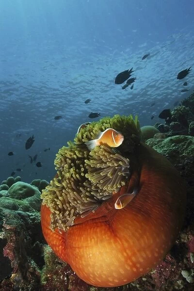 Clownfish and orange anemone, North Sulawesi, Indonesia