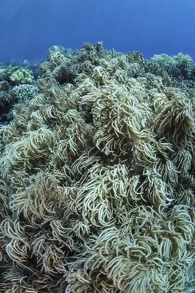 Colonies of soft coral thrive on a reef near Sulawesi, Indonesia