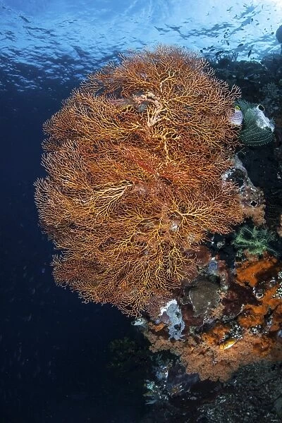 A colorful gorgonian grows on a reef dropoff in Raja Ampat
