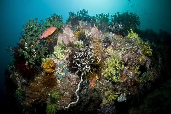 Colorful reef scene, Komodo, Indonesia