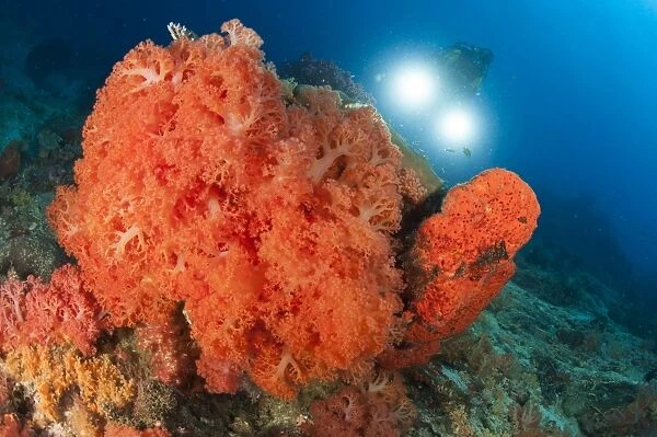 Colorful reefs covered in orange Dendronephthya soft corals