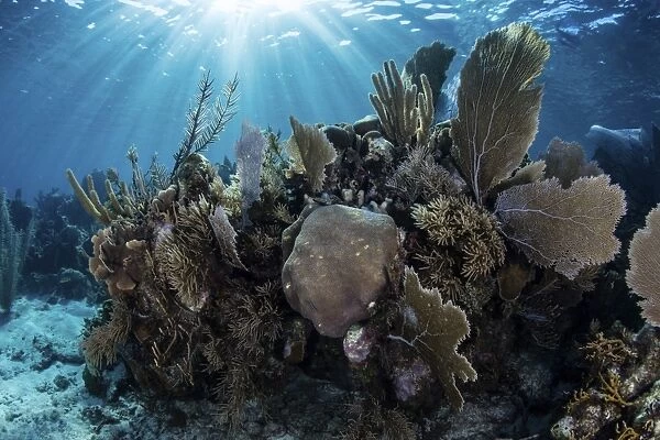 A colorful set of gorgonians on a diverse reef in the Caribbean Sea