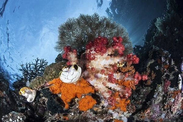 Colorful soft corals grow on a reef dropoff in Raja Ampat